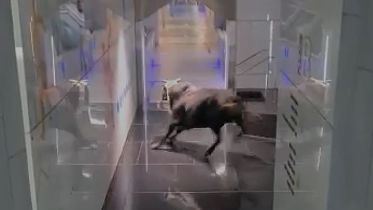 השור הזועם – בלוד: צפו באורח הלא צפוי בבניין משרדי בנק לאומי