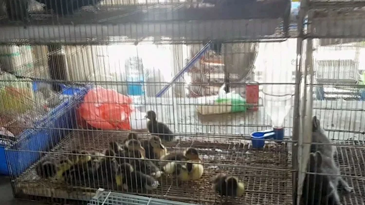 דחוסים בחום, ללא מזון: כך נראה שוק בע"ח הפיראטי בכפר קאסם