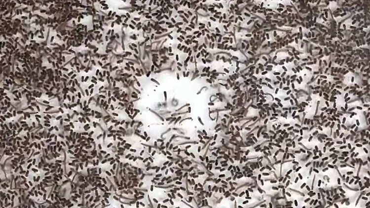 על סף פריצת דרך: הסטארט-אפ הישראלי שנלחם ביתושים