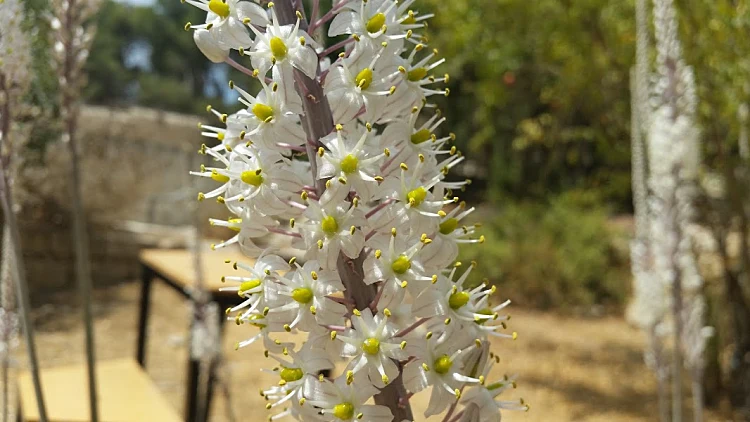 חצב. צילום: עינב לנדאו