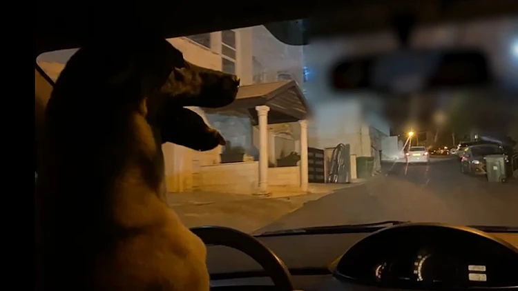 תיעוד: נתן לכלב לנהוג במקומו - ועוכב לחקירה