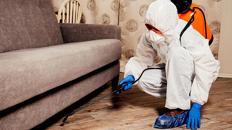 הדברת מזיקים