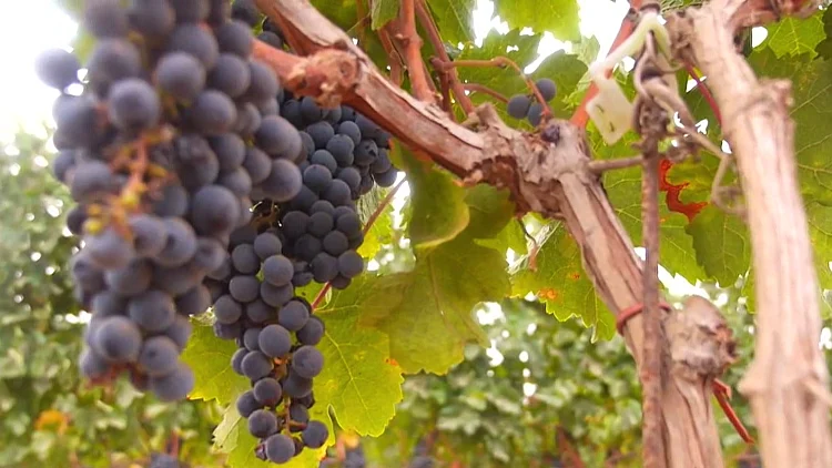 "רוח של שיתוף פעולה": רמת הגולן הפכה מחורבה סורית לאימפריית יין