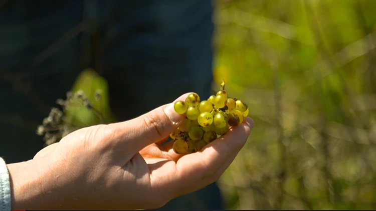 "טעימה מההיסטוריה": מסע בעקבות היין של דוד המלך