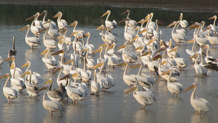 עין אפק. שקנאים. צילום: איתי שמשון