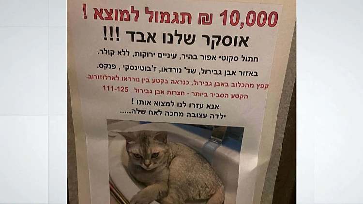 חתול יקר: איבדה את אוסקר ומציעה פרס כספי של 10,000 ש"ח למוצא