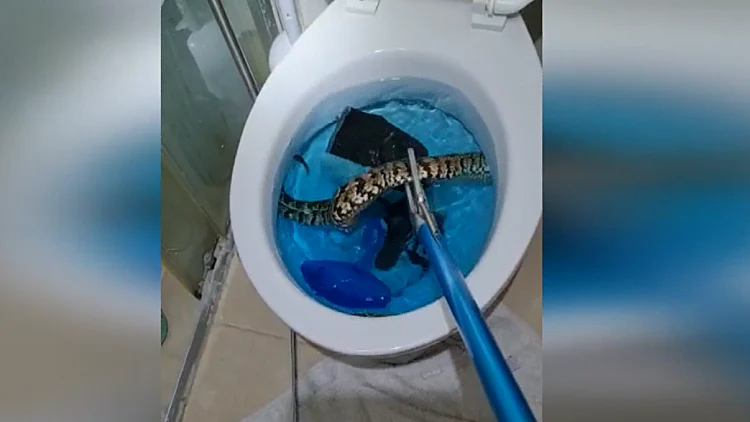 אימה בהרצליה: נחש יצא מהאסלה - והכיש אישה בישבן