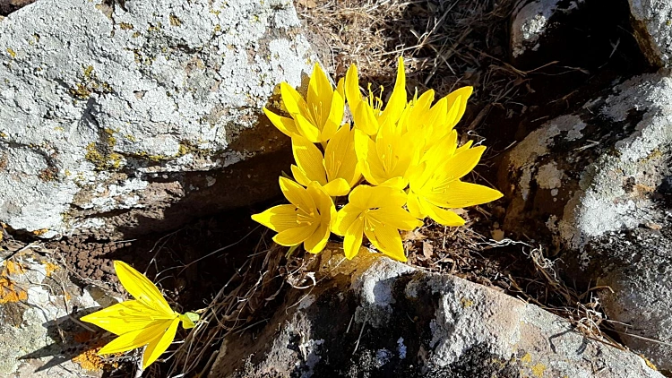חלמונית ברכס בשנית- צילום יעל סלע רשות ניקוז ונחלים כינרת
