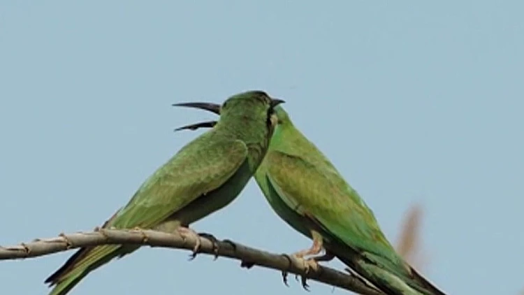הציפורים חוזרות אלינו: עונת הנדידה בשיאה