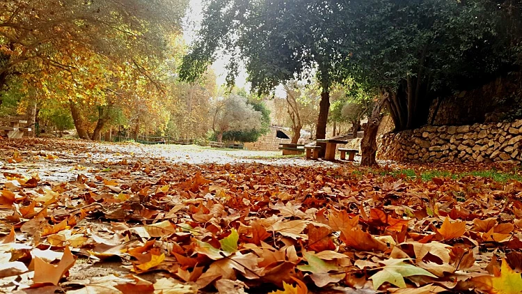 גן לאומי עין חמד צילום קובי חזן רשות הטבע והגנים