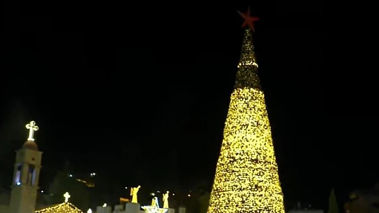 בגובה 33 מטרים: עץ האשוח הגבוה במזרח התיכון נחנך בנצרת