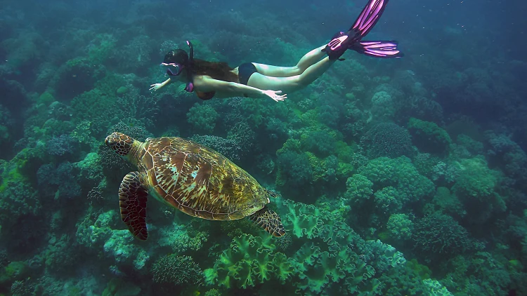 צלילה בפיליפינים. צילום: ארווין לים