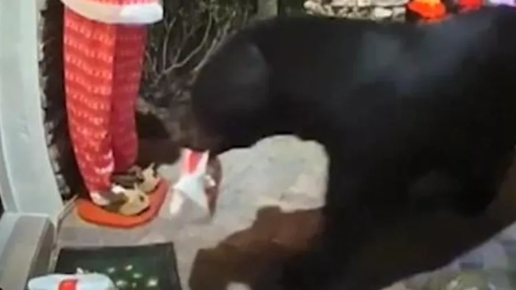 אופס: שליח השאיר טייק אווי מחוץ לדלת הבית – דוב הגיע וגנב את הארוחה | רשת 13