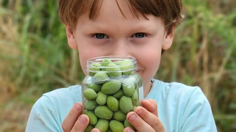 חוות הזיתים אלאדין בכפר רות
