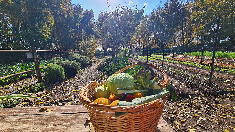 בלב מטע פקאנים - בית קפה פרישטיק. צילום: ירדן כחול