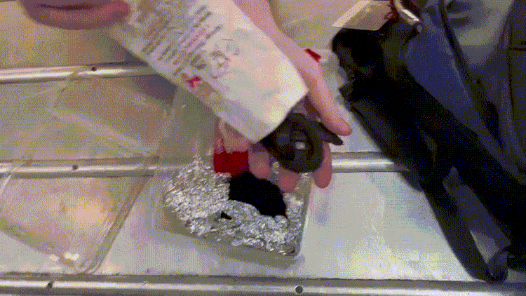 בתוך גרביים וקופסאות אוכל: נתפס מבריח זוחלים בנתב"ג