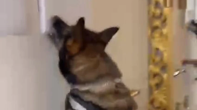 בתוך ארון חשמל: כלב משטרה חשף סליק נשק לא חוקי | תיעוד