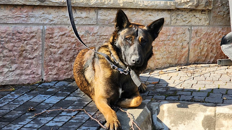 הכלב עמו ביצעו החשודים את מעשי השוד