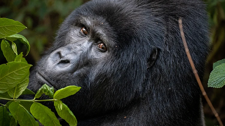 גורילות באוגנדה
