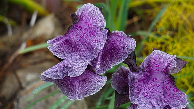 אירוס הגלבוע