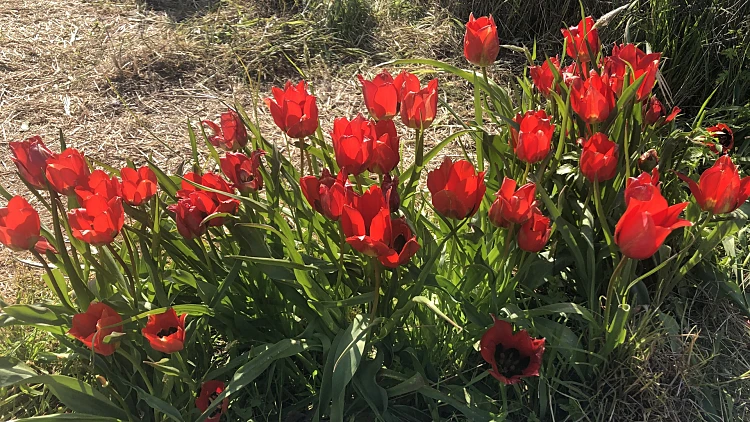 גבעת הפרחים במעגן מיכאל