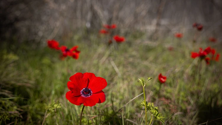 התחזית: עלייה ניכרת בטמפרטורות; בסופ"ש - קר מהרגיל