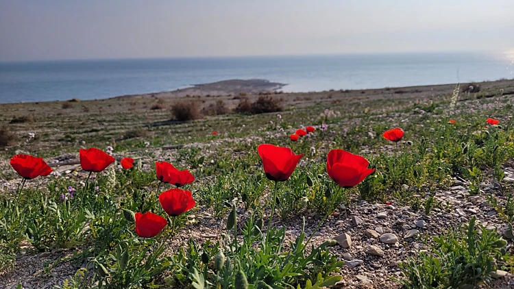 התחזית: אביבי ונוח ברוב הארץ, לקראת שרב בסופ"ש