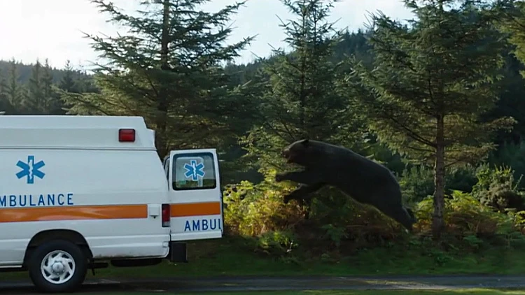 דב שמתמכר לקוקאין ויוצא למסע רצח: הסרט החדש של אליזבת בנקס