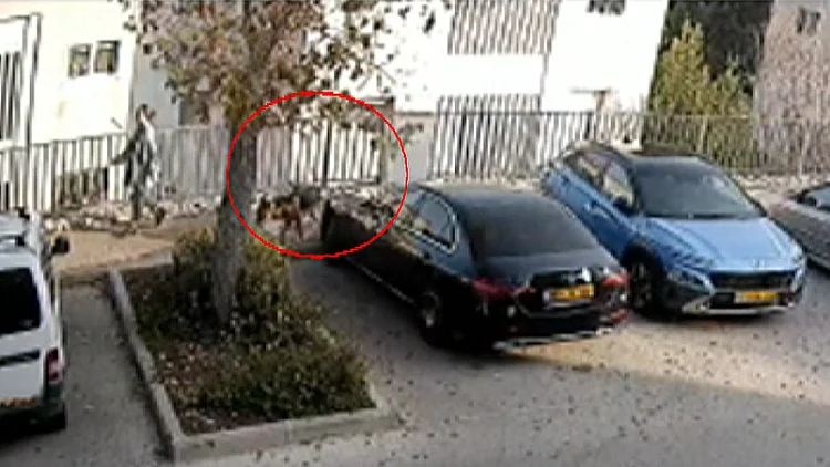 הכלב הטיל מימיו על המרצדס - בעלי הרכב תבע ויקבל פיצוי בסך 200 שקלים