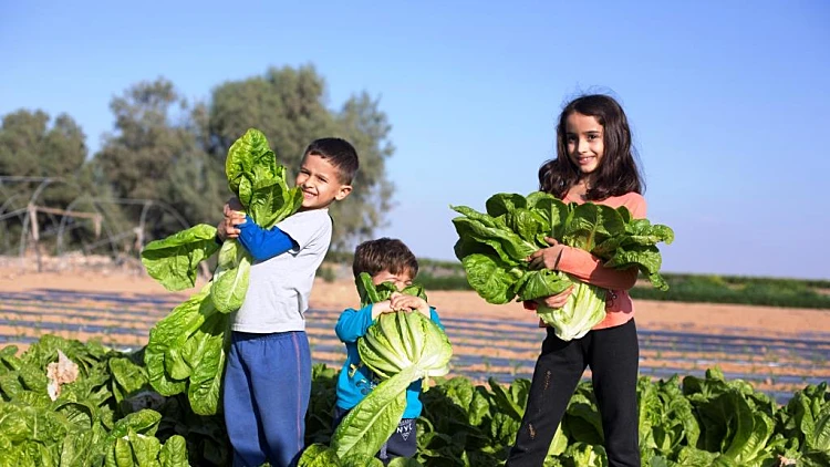 שביל הסלט -קטיף כרפס