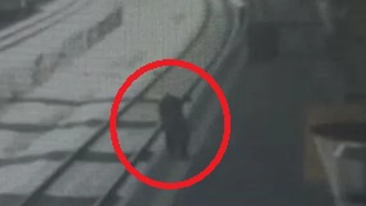 כמעט אסון בתחנת הרכבת: נוסע נפל למסילה בחיפה - וניצל | תיעוד