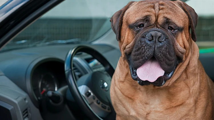 נהג שנעצר על מהירות ניסה להחליף מקומות עם הכלב שלו כדי להימנע מדו"ח | רשת 13