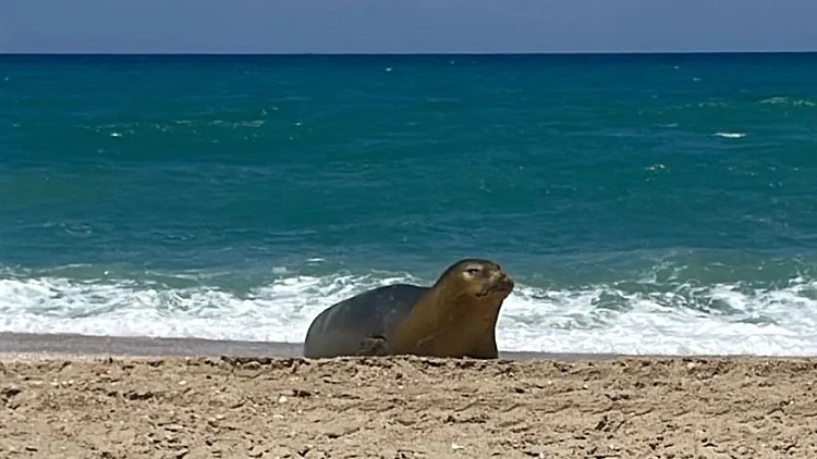 עדיין איתנו: כלבת הים יוליה נצפתה באזור חוף פלמחים