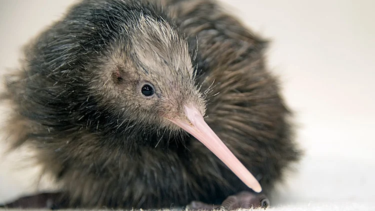 ציפור הקיווי
