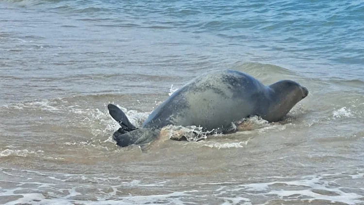 שנה אחרי שביקרה בישראל: כלבת הים יוליה נצפתה בחופי לבנון