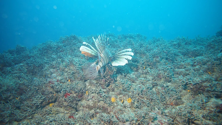 זהרון הדור באכזיב