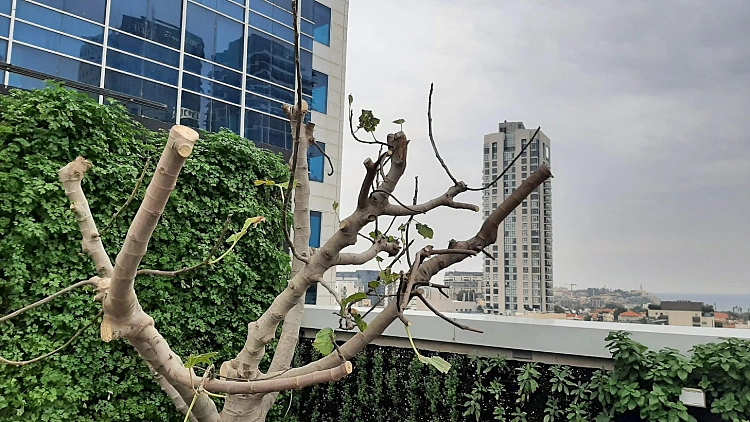 הגג של אסיף