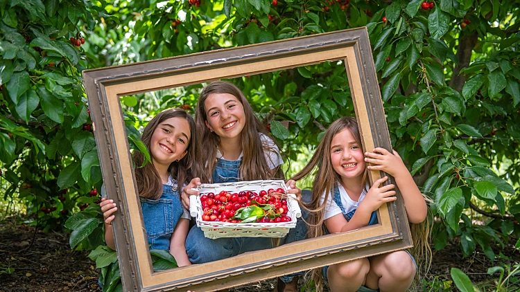 פסטיבל הדובדבן בחבל יתיר