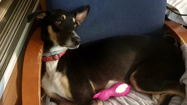 מאות מתנדבים ורחפנים: המבצע יוצא הדופן להשבת הכלבה אנדי