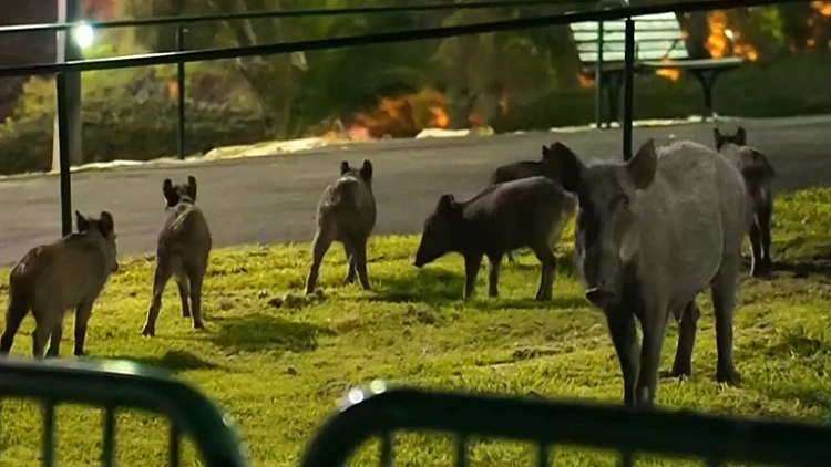 "יכריעו את הבחירות": חזירי הבר משתלטים על חיפה