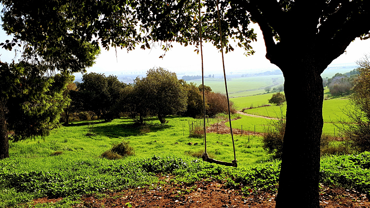 שביל אילן – האלון הגדול