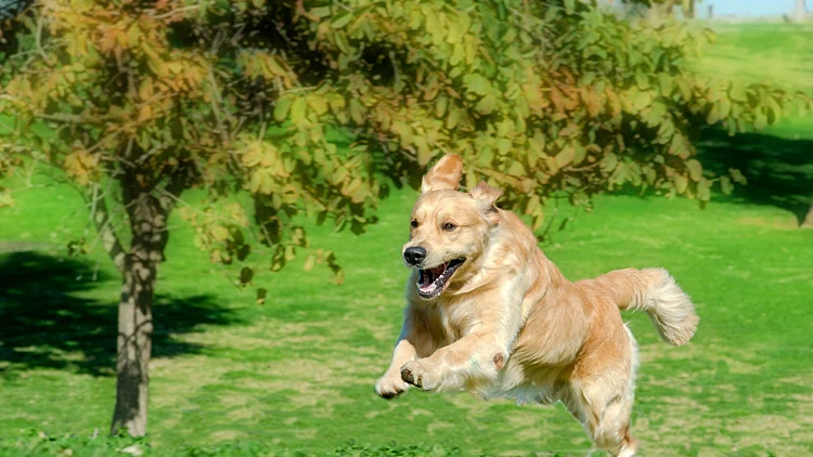 לטייל עם הכלב