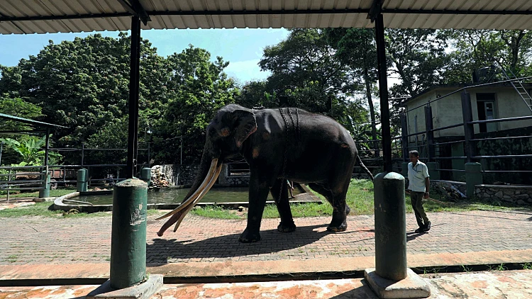 בגלל התעללות: פיל שניתן במתנה לסרי לנקה הוחזר לתאילנד
