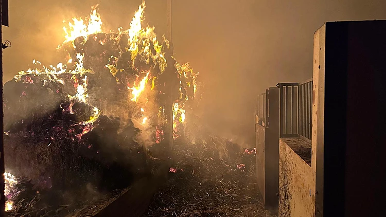 חשד להצתה ליד צפת: חווה נשרפה, ארבעה סוסים מתו