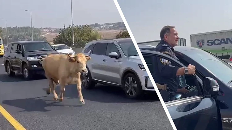 אורחת בכביש 1: המפכ"ל השתתף בניסיון ללכוד פרה שפרצה לנתיב