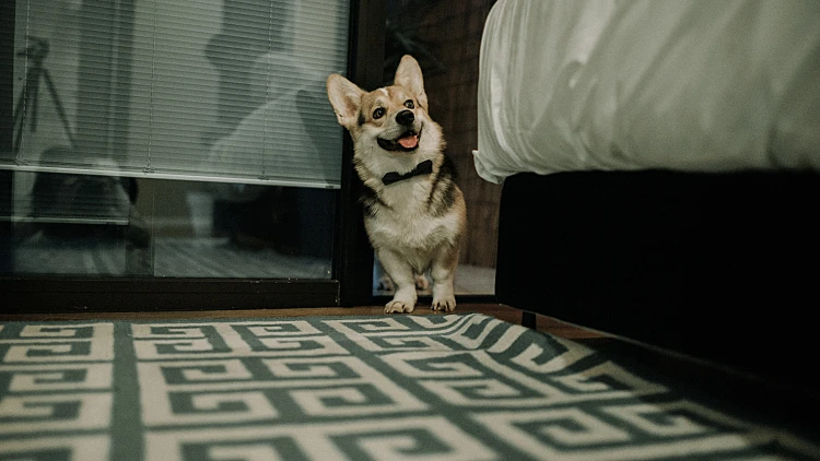 A Dog At The Brown Beach House