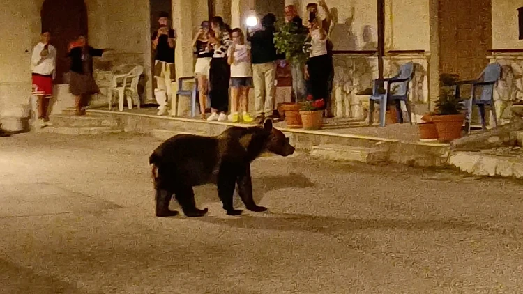 סערה באיטליה: דובה מוכרת מזן בסכנת הכחדה נורתה למוות