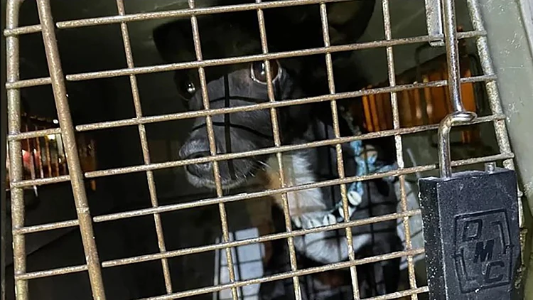 הכלבה מאיה בעלי חיים