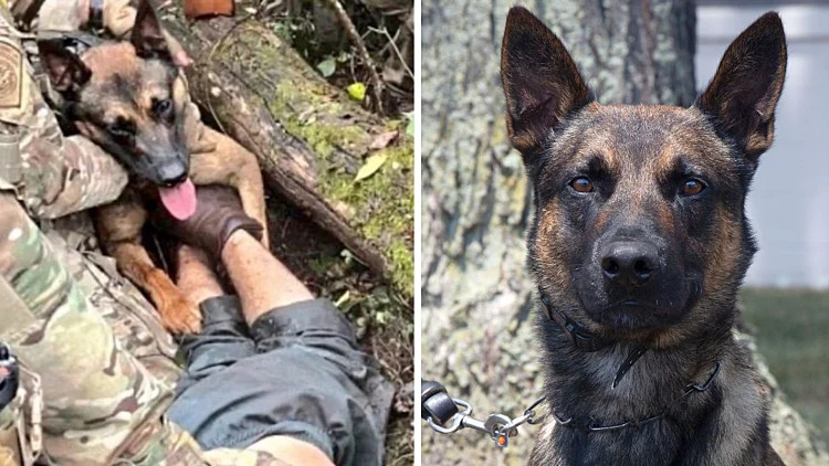 גיבור על ארבע: כלב המשטרה שסייע בלכידת האסיר הנמלט בארה"ב | חדשות 13