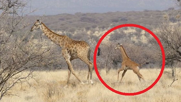צירוף מקרים? ג'ירפה מיסתורית נוספת התגלתה בשמורה בנמיביה